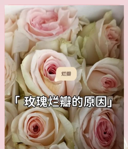 小众送妈妈的花有哪些花