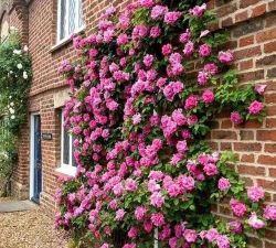 小众送妈妈的花有哪些花