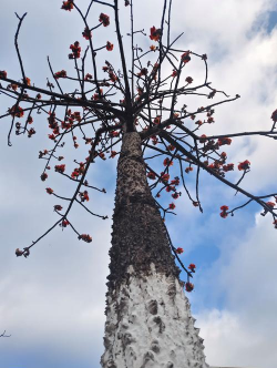 小众送妈妈的花有哪些花