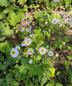 小众送妈妈的花有哪些花