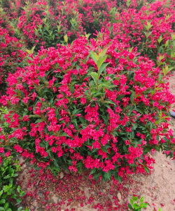 小众送妈妈的花有哪些花