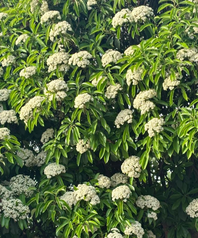 小众送妈妈的花有哪些花