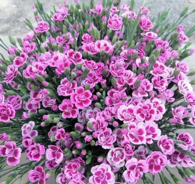 小众送妈妈的花有哪些花