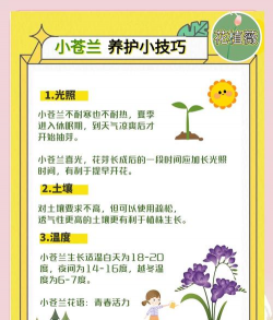 小众送妈妈的花有哪些花