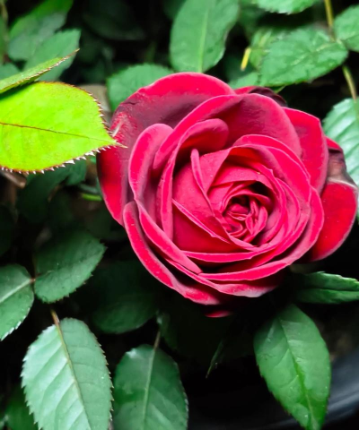 小众送妈妈的花有哪些花