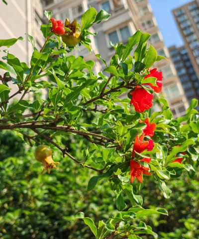 小众送妈妈的花有哪些花