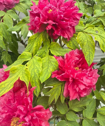 小众送妈妈的花有哪些花