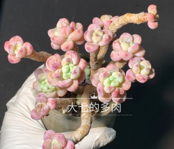 小众送妈妈的花有哪些花