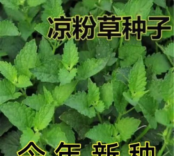 天仙菜怎么种植