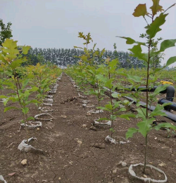 栎树怎么种植技术