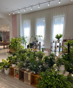 花卉绿植，点亮生活空间，营造自然健康氛围