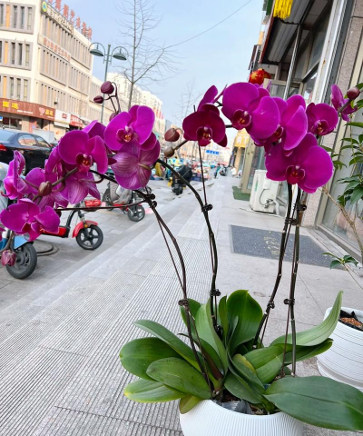 青州花卉，品种繁多，价格实惠，打造美丽生活新方式