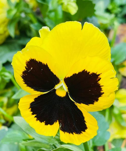 小众送妈妈的花有哪些花