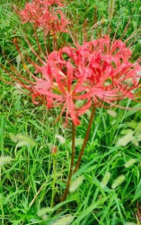 小众送妈妈的花有哪些花