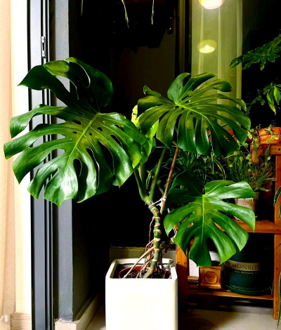 养花浇水，掌握正确方法，让植物健康生长