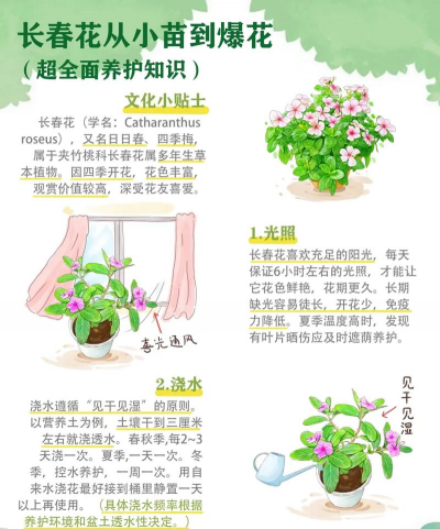 花卉网站，挑选优质品种，获取养护知识