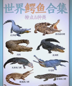 鳄鱼养殖，入门指南，常见问题解答