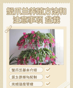 养花浇水，掌握正确方法，让植物健康生长