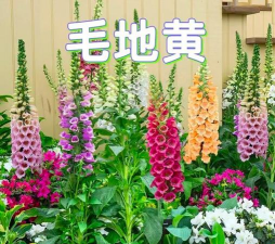 小众送妈妈的花有哪些花