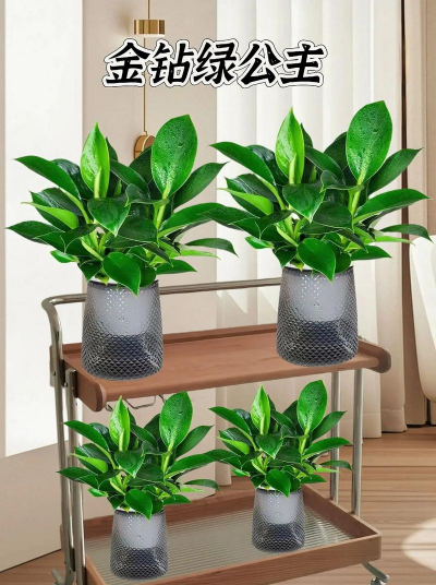 养花浇水，掌握正确方法，让植物健康生长