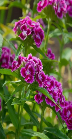 养花浇水，掌握正确方法，让植物健康生长