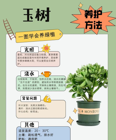 养花浇水，掌握正确方法，让植物健康生长