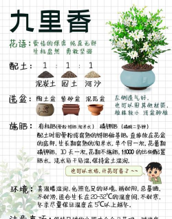 养花浇水，掌握正确方法，让植物健康生长