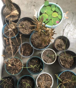 养花的英文，正确表达与实用场景，轻松掌握园艺词汇