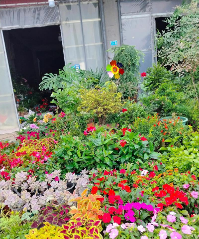 养花的英文，正确表达与实用场景，轻松掌握园艺词汇