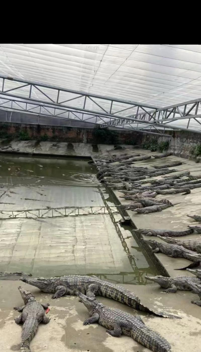 养花的英文，正确表达与实用场景，轻松掌握园艺词汇