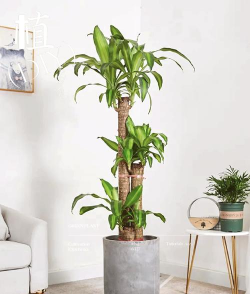 折枝花卉，传统美学，现代生活