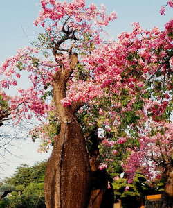 折枝花卉，传统美学，现代生活