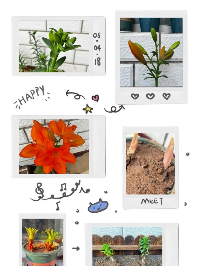 养花记录，见证成长点滴，打造专属园艺时光