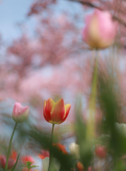 封闭阳台养花，解决空间限制，打造专属花园