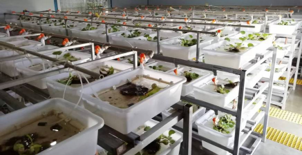 养花的英文，正确表达与实用场景，轻松掌握园艺词汇