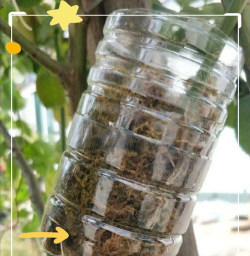 养花的英文，正确表达与实用场景，轻松掌握园艺词汇