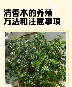 养花的英文，正确表达与实用场景，轻松掌握园艺词汇