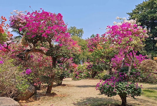 养花的英文，正确表达与实用场景，轻松掌握园艺词汇