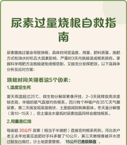 养花陶粒，提升植物生长，优化土壤环境