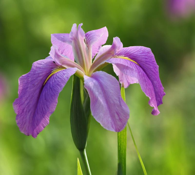 花卉图片大全，高清图库推荐，免费下载渠道