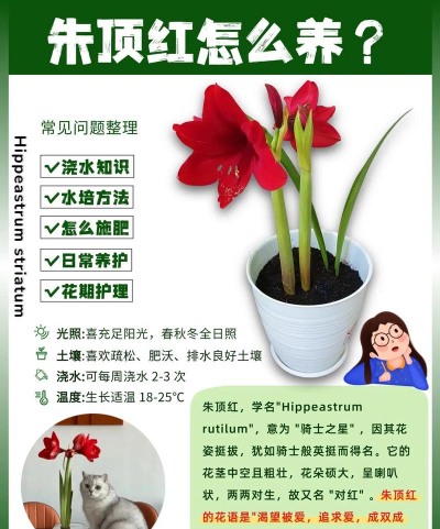 朱顶红的养殖方法和注意事项，轻松上手，花开更艳