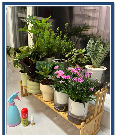 维c养花，提升植物活力，改善生长状态