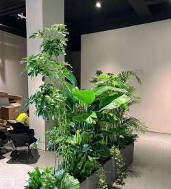 养花陶粒，提升植物生长，优化土壤环境