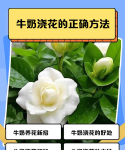 养花陶粒，提升植物生长，优化土壤环境