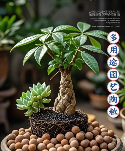 陶粒养花有什么作用，改善土壤环境，提升植物健康