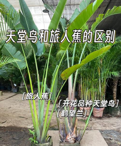 旅人蕉和天堂鸟区别