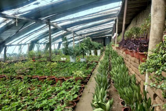 芦荟的养殖方法，轻松掌握技巧，养出健康植株