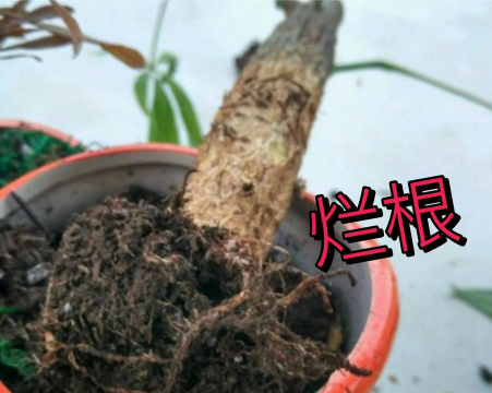 养花浇水，掌握正确方法，让植物健康生长