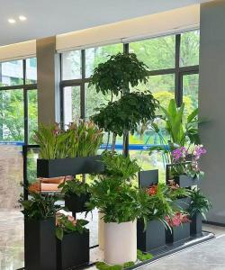 养花浇水，掌握正确方法，让植物健康生长