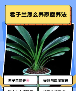 君子兰的养殖方法，掌握关键技巧，轻松养出优雅姿态
